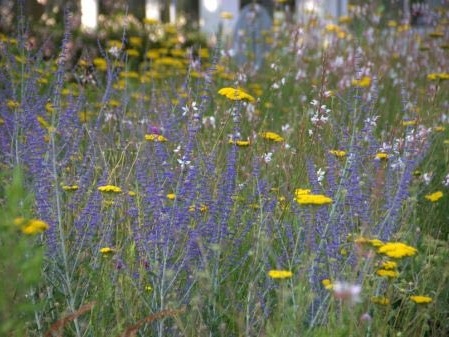 Meetingpoint auf der IPM: Insekten fördern mit Stauden und Gehölzen