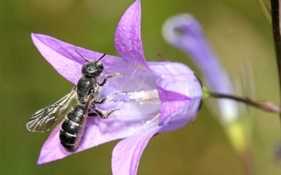 Nutzen von züchterisch bearbeiteten Zierpflanzen für Insekten belegt