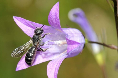 Die Glockenblumen-Scherenbiene, Chelostoma rapunculi, ist im Pollensammelverhalten streng an Glockenblumenarten gebunden (oligolektisch).