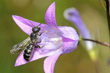 Die Glockenblumen-Scherenbiene, Chelostoma rapunculi, ist im Pollensammelverhalten streng an Glockenblumenarten gebunden (oligolektisch).