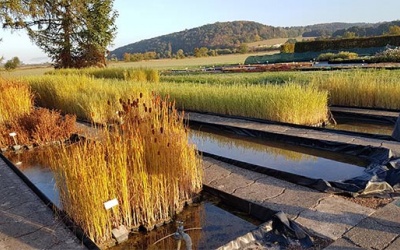 Sonderkulturen wie Wasserpflanzen sind in Staudengärtnereien häufiger anzutreffen.