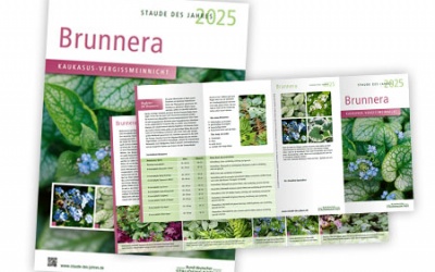 Werbemittel zur Staude des Jahres 2025: Brunnera