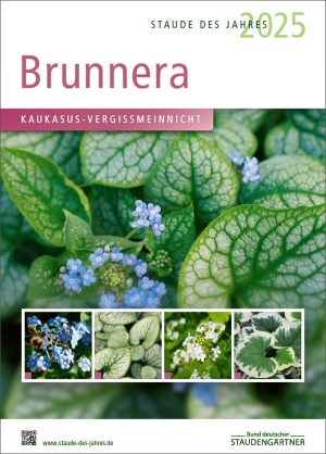 Brunnera - Staude des Jahres 2025