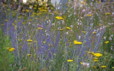 Meetingpoint auf der IPM: Insekten fördern mit Stauden und Gehölzen