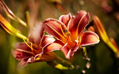 Hemerocallis