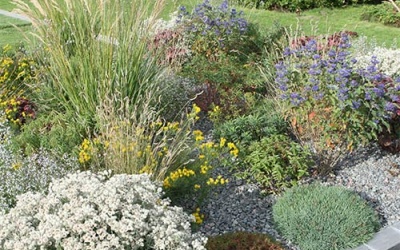 Distel ist die Staude des Jahres 2019