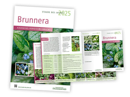 Werbemittel zur Staude des Jahres 2025: Brunnera